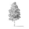 Red Alder Tree 3D Model 7.2m - Image 4