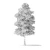Red Alder Tree 3D Model 7.2m - Image 6