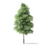Red Alder Tree 3D Model 7.2m - Image 7