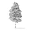 Red Alder Tree 3D Model 7.2m - Image 8