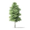 North American Trees 3D Models Collection - Volume 120 - Image 4