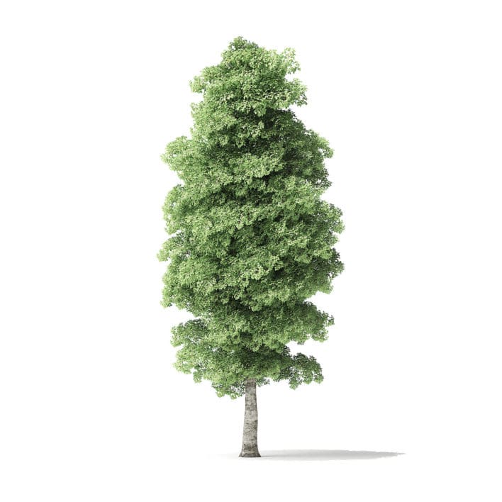 Red Alder Tree 3D Model 13m