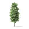 Red Alder Tree 3D Model 13m - Image 3