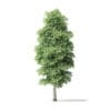Red Alder Tree 3D Model 13m - Image 5