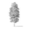 Red Alder Tree 3D Model 13m - Image 6
