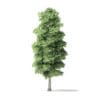 Red Alder Tree 3D Model 13m - Image 7