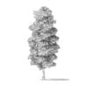 Red Alder Tree 3D Model 13m - Image 8