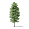 North American Trees 3D Models Collection - Volume 120 - Image 5