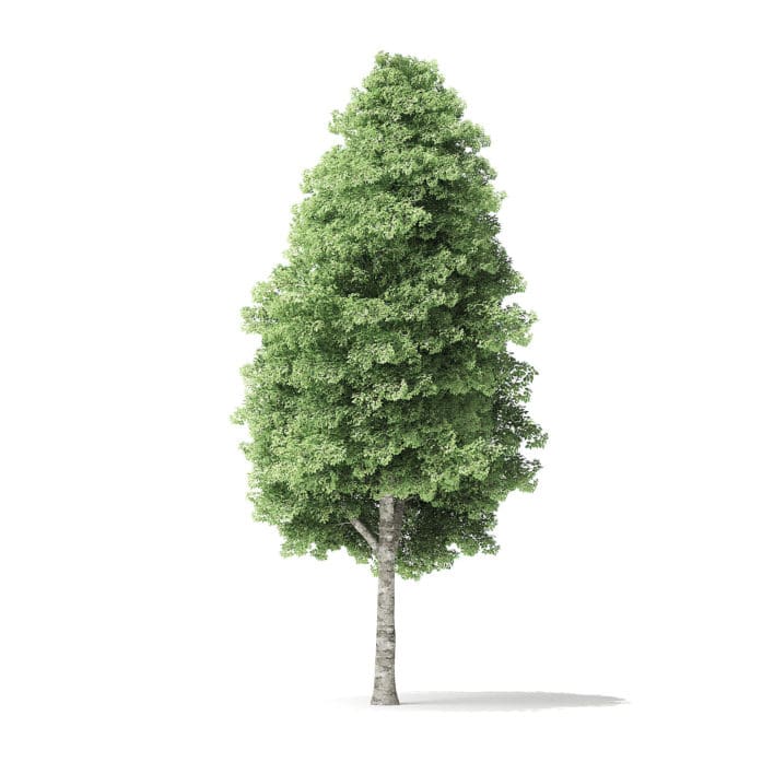 Red Alder Tree 3D Model 16m