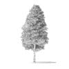 Red Alder Tree 3D Model 16m - Image 2