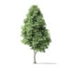 Red Alder Tree 3D Model 16m - Image 3