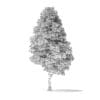 Red Alder Tree 3D Model 16m - Image 4
