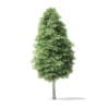 Red Alder Tree 3D Model 16m - Image 5