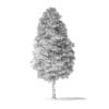 Red Alder Tree 3D Model 16m - Image 6