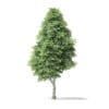 Red Alder Tree 3D Model 16m - Image 7