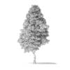 Red Alder Tree 3D Model 16m - Image 8