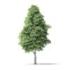 North American Trees 3D Models Collection - Volume 120 - Image 6