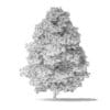 Red Alder Tree 3D Model 11.6m - Image 2