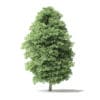 Red Alder Tree 3D Model 11.6m - Image 3