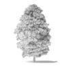Red Alder Tree 3D Model 11.6m - Image 4