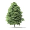 Red Alder Tree 3D Model 11.6m - Image 5