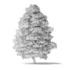 Red Alder Tree 3D Model 11.6m - Image 6