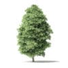 Red Alder Tree 3D Model 11.6m - Image 7