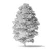 Red Alder Tree 3D Model 11.6m - Image 8