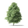 North American Trees 3D Models Collection - Volume 120 - Image 7