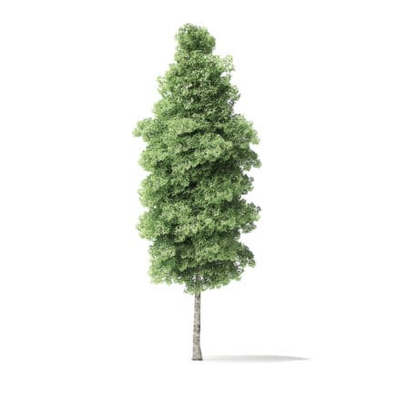 Red Alder Tree 3D Model 14.5m