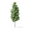 Red Alder Tree 3D Model 14.5m - Image 3
