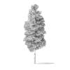 Red Alder Tree 3D Model 14.5m - Image 4
