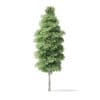 Red Alder Tree 3D Model 14.5m - Image 5