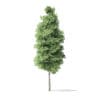 Red Alder Tree 3D Model 14.5m - Image 7