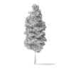 Red Alder Tree 3D Model 14.5m - Image 8