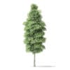 North American Trees 3D Models Collection - Volume 120 - Image 8