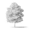 Red Alder Tree 3D Model 5m - Image 2
