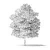 Red Alder Tree 3D Model 5m - Image 3