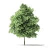 Red Alder Tree 3D Model 5m - Image 4