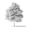 Red Alder Tree 3D Model 5m - Image 5