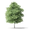 North American Trees 3D Models Collection - Volume 120 - Image 9