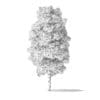 Red Alder Tree 3D Model 5.6m - Image 6