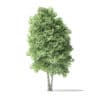 Red Alder Tree 3D Model 5.6m - Image 3