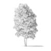 Red Alder Tree 3D Model 5.6m - Image 4