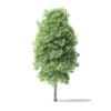 Red Alder Tree 3D Model 5.6m - Image 5