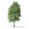 North American Trees 3D Models Collection - Volume 120 - Image 10