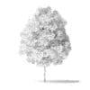 Red Alder Tree 3D Model 3.2m - Image 5