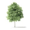 Red Alder Tree 3D Model 3.2m - Image 6