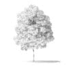 Red Alder Tree 3D Model 3.2m - Image 7