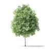 Red Alder Tree 3D Model 3.2m - Image 8